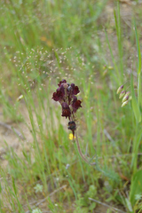 Linaria aeruginea