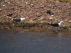 Tachyeres leucocephalus