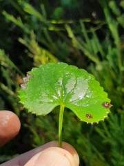 Centella eriantha