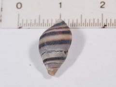 Elimia variata