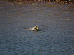 Tachyeres leucocephalus