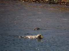 Tachyeres leucocephalus