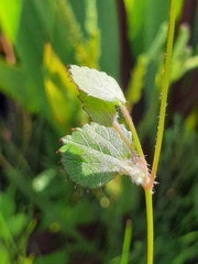 Centella eriantha