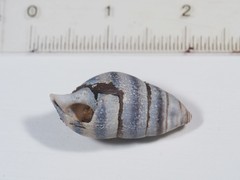 Elimia variata