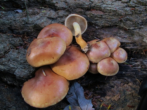 Hypholoma lateritium (Schaeff.) P.Kumm.