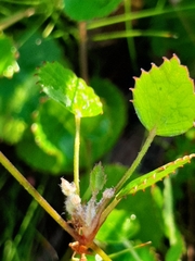 Centella eriantha
