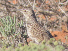 Certhilauda curvirostris falcirostris