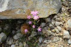 Centaurium quadrifolium barrelieri