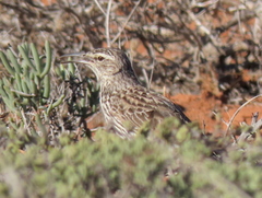 Certhilauda curvirostris falcirostris