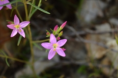 Centaurium quadrifolium barrelieri