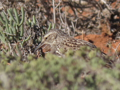 Certhilauda curvirostris falcirostris