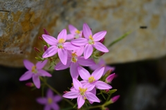 Centaurium quadrifolium barrelieri