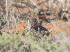 Certhilauda curvirostris falcirostris