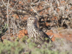 Certhilauda curvirostris falcirostris