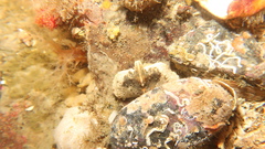 Cryptolithodes