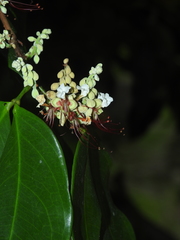 Macrolobium bifolium