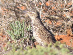 Certhilauda curvirostris falcirostris