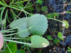 Centella eriantha