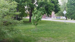 Pyrus ussuriensis