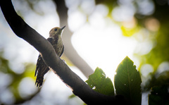 Leiopicus mahrattensis