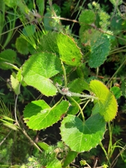 Centella eriantha