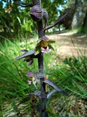 Epipactis kleinii