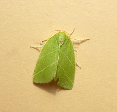 Bena bicolorana