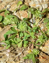 Trifolium retusum