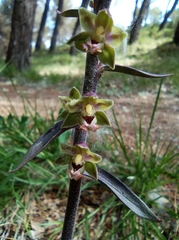 Epipactis kleinii