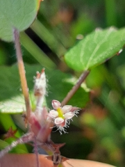Centella eriantha