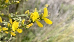Genista cinerea