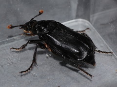 Nicrophorus humator