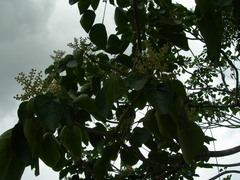 Oreopanax guatemalensis