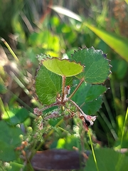 Centella eriantha