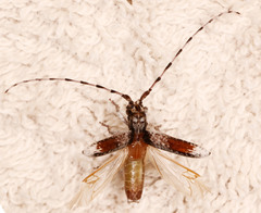 Stenidea lateralis