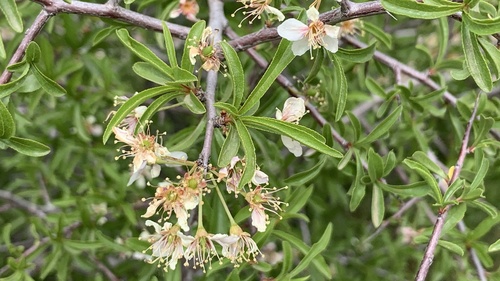 Prunus ramburii