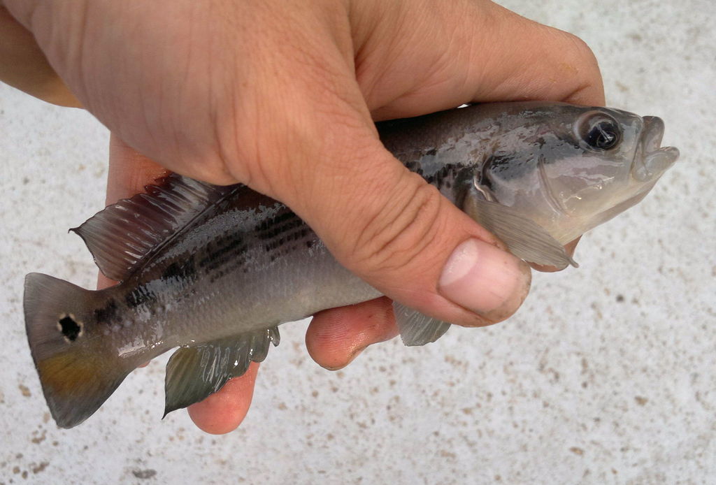 Halfbanded pike cichlid (Crenicichla semifasciata) — Cichlidae