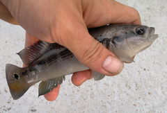 Half-Striped Pike Cichlid photo 2