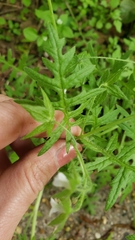 Ellisia nyctelea