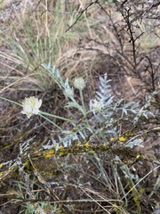 Astragalus spaldingii