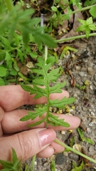 Ellisia nyctelea