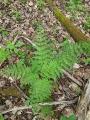 Dryopteris intermedia