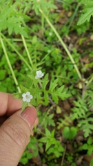 Ellisia nyctelea