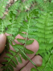 Dryopteris intermedia