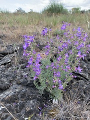 Penstemon gairdneri