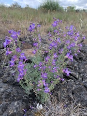 Penstemon gairdneri