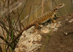 Pseudocordylus melanotus