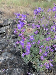 Penstemon gairdneri