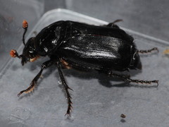 Nicrophorus humator