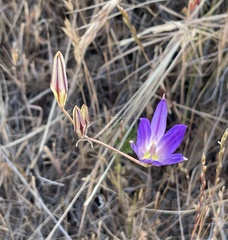 Brodiaea elegans